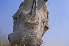 Tê giác một sừng "phát điên" khi phát hiện bị quay trộm