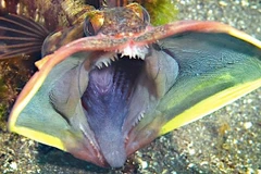 Bảy loài động vật có hình thù đáng sợ, nguy hiểm nhất thế giới