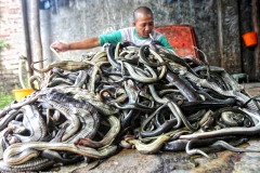 Rùng mình trước cảnh tượng lột da hàng ngàn con rắn mỗi ngày