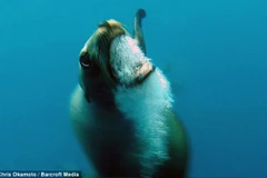 Sư tử biển nổi giận "sùi bọt mép" lao vào tấn công thợ lặn