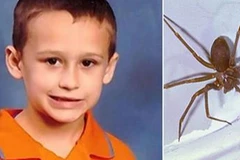Mỹ: Cậu bé 5 tuổi thiệt mạng vì bị nhện cắn ngay trong nhà