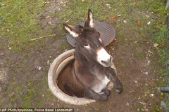 Giải cứu thành công chú lừa tội nghiệp bị mắc kẹt trong hố ga