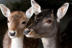 Công viên ngang nhiên bán thịt động vật hoang dã cho du khách