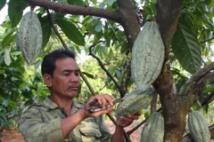 Cacao được mùa, giá tăng 30% so với cùng kỳ năm ngoái