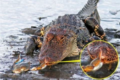 Cá sấu khổng lồ nhận thất bại đau đớn trước chú cua nhỏ bé