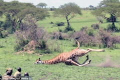 Bắn thuốc mê để giải cứu chú hươu cao cổ tội nghiệp bị dính bẫy