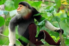 Voọc chà vá chân nâu. (Nguồn: khoahoc.com)