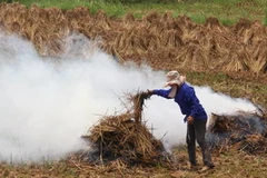 Đốt rơm rạ sau khi thu hoạch. (Nguồn: TTXVN)