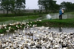 Phun thuốc tiêu độc khử trùng cho vịt nuôi. (Ảnh: Hồ Cầu/TTXVN)