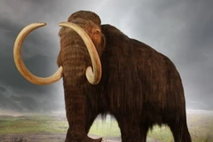 Ảnh minh họa. (Nguồn: 33rdsquare.com) 