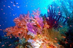 Dải san hô ngầm Tubbataha. (Nguồn: unesco.org)