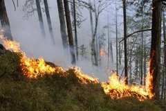 Cháy rừng ở Serbia khiến hàng nghìn người phải đi sơ tán. (Nguồn: b92.net)