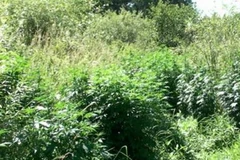 Một vườn cần sa bị triệt hạ. (Nguồn: 983flyfm.com)