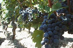 Nho Chile. (Nguồn: avalon-tours.com)