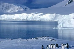 Nam Cực từng là nơi có nhiệt độ ấm áp và được bao phủ bởi rừng cọ xanh. (Nguồn: articlesweb.org)