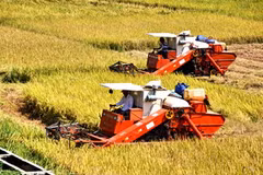 Ảnh minh họa. (Ảnh: Nguyễn Đăng Lâm/TTXVN)