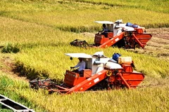 Ảnh minh họa. (Ảnh: Nguyễn Đăng Lâm/TTXVN)