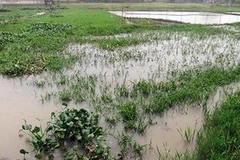 Ruộng bị bỏ hoang. 