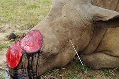 Ảnh minh họa. (Nguồn: turnitaround.co.za)