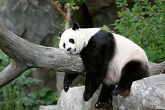 Gấu trúc khổng lồ Mei Xiang. (Nguồn: theguardian.com)