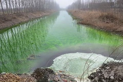 Nước sông ô nhiễm đã chuyển sang màu xanh lục. (Nguồn: Mainichi) 