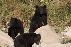 Những con gấu tại vườn Quốc gia Manas. (Nguồn: wildlifetrustofindia.org)