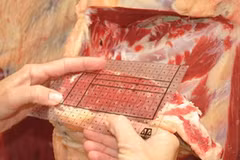 Ảnh minh họa. (Nguồn: theland.com.au)