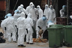 Thu gom gà tiêu hủy tại Hong Kong. (Nguồn: AFP/TTXVN)