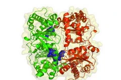 Ảnh minh họa. (Nguồn: chemlin.net)