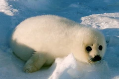 Chú hải cẩu non được tìm thấy ở trong rừng. (Nguồn: rawstory.com)