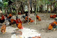 "Đậm đà" gà sống thiến nơi vùng đất Ngọc Lục Yên