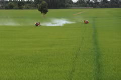 Chăm sóc lúa Thu Đông tại xã Tân Nghĩa, huyện Cao Lãnh (Đồng Tháp). (Ảnh: Nguyễn Văn Trí/TTXVN)