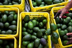 Mỹ cấm nhập khẩu quả bơ từ Mexico. (Nguồn: Getty Images)