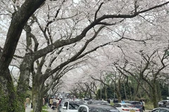 Hoa anh đào nở rộ tại Jeju, Hàn Quốc, ngày 31/3/2024. (Ảnh: Yonhap/TTXVN)