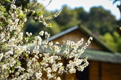 Mùa hoa mận trên thung lũng Phiêng Ban ở Điện Biên