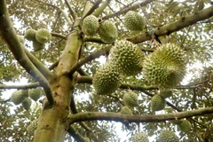 Năm 2024, ước sản lượng sầu riêng ở Cần Thơ cung ứng ra thị trường khoảng 30.000 tấn, chủ yếu là sầu riêng Ri6. (Ảnh: Thu Hiền/TTXVN)