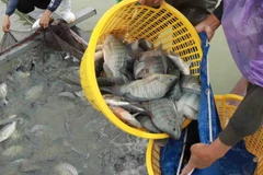 Ảnh minh họa. (Ảnh: Vũ Sinh/TTXVN)