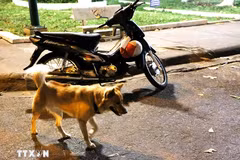 Ảnh minh họa. (Nguồn: TTXVN)