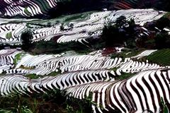 Ruộng bậc thang tại xã Xím Vàng, huyện Bắc Yên. (Ảnh: Quang Quyết/TTXVN)