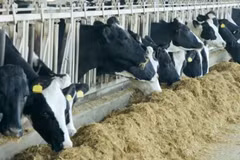 Cúm gia cầm H5N1 gần đây bùng phát ở các trang trại bò sữa tại Mỹ. (Nguồn: ctvnews)