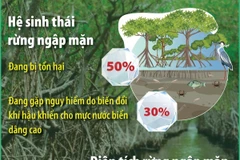 Một nửa hệ sinh thái rừng ngập mặn trên thế giới đang bị tổn hại