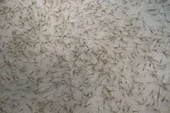 Ảnh minh họa. (Ảnh: TTXVN phát)