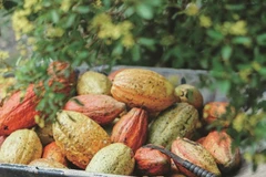 Thu hoạch trái cacao. (Nguồn: BNEWS)