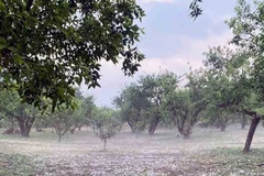 Chiều 28/3, mưa đá xuất hiện gây ảnh hưởng đến nhiều diện tích mận của nhân dân huyện Mộc Châu, tỉnh Sơn La. (Ảnh: TTXVN phát)