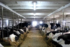 Trang trại nuôi bò sữa ở Canada. (Ảnh: Dairy farmers of Canada/TTXVN)