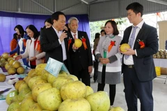 Các đại biểu tham quan gian hàng bưởi Đại Minh. (Ảnh: Tuấn Anh/Vietnam+)