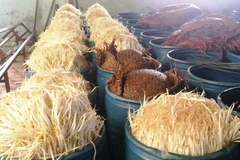 Ảnh minh họa. (Nguồn: TTXVN)