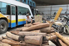 Tang vật một vụ buôn gỗ lậu. (Ảnh minh họa. Nguồn: Vietnam+)