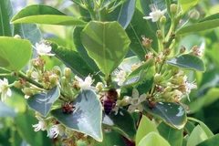 Colombia là quốc gia có diện tích trồng cây coca - loại cây trồng dùng để điều chế cocaine - lớn nhất thế giới.