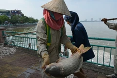 Không chỉ nhiều về số lượng, cá chết còn có trọng lượng khá lớn. Nhiều con cá mè, cá chép bị chết nặng từ 3-5kg. (Ảnh: Mai Linh/TTXVN)